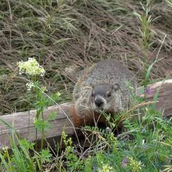 Morgengruss vom Groundhog