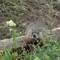 Morgengruss vom Groundhog