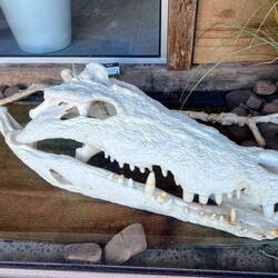 Ein Salzwasserkrokodil-Schädel