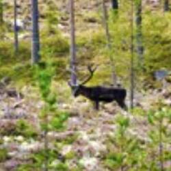 Was ist das für ein Tier?