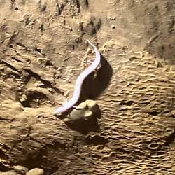 Grottenolm, ohne Augen und keine Farbpigmente, mit Kiemen frisst 1x mtl.