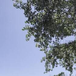 Cottonwood
