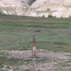 Mountain Bluebird