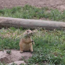 Prairie Dog beim Nestbau