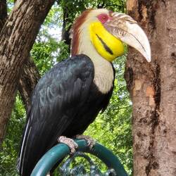 Hornbill birds