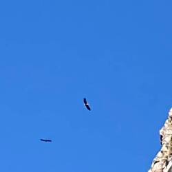 Die Adler kann man nur ahnen