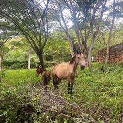 Auf der Wanderung nach Guane haben wir sogar Pferde gesehen 🥰