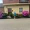 Sheila loves these Spanish Hydrangeas bushes