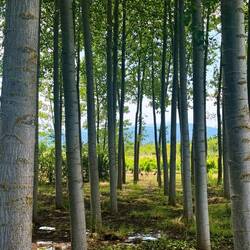 Can't resist a good forest picture!