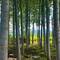 Can't resist a good forest picture!