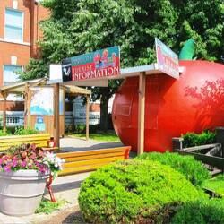 The Giant Tomato 🍅