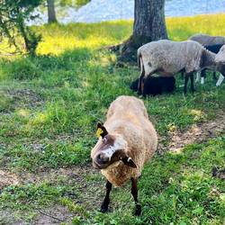 Posieren fürs Foto 🐑😅