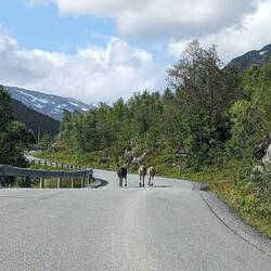 Auf dem Weg wieder drei Rentieren, wieder drei Herren.🤨 Immer drei - seltsam.