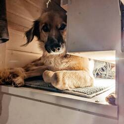 Kuckuck, haben sie vielleicht ein Leckerlie?