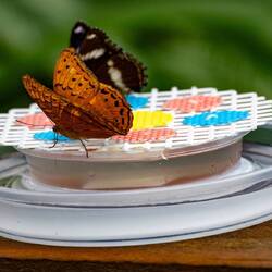 Cruiser butterfly - male