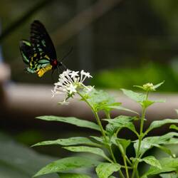 Cairns Birdwing - male