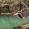 Swimming in the Weir