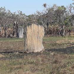 Magnetic Termite Mound