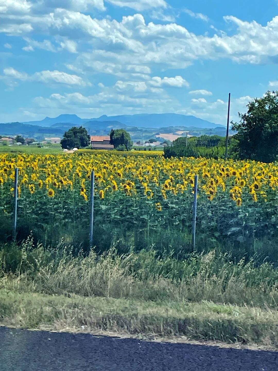 Sunflowers - Stunning