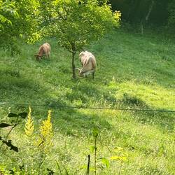 Cows grazing on the very steep slopes