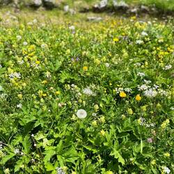 Wunderbare Blumenwiesen