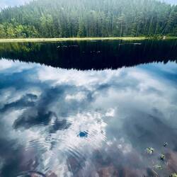 Der Wald dampft nach dem Regen