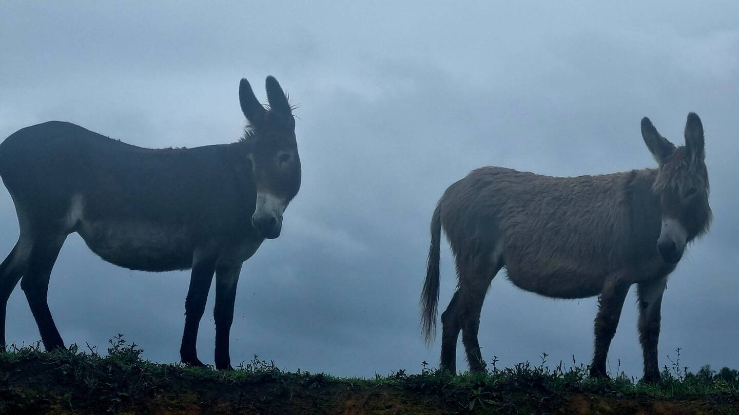 More donkeys