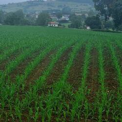 More corn fields