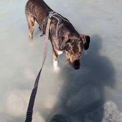 Gustav im Gletscherwässer, das wirklich saukalt ist.