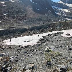 Bonnie, Fusel und Gustav kühlen sich im Schnee ab