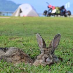 Hasen auf dem Campingplatz von Okunoshima.