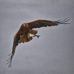 Ein Seeadler bringt seine Beute in Sicherheit.