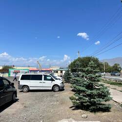 Tannenbäume in der Hitze Kirgistans