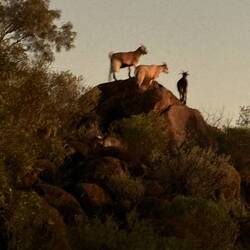 Billy goats bluff