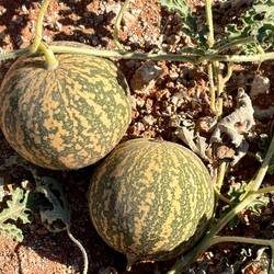 Paddy melons growing everywhere