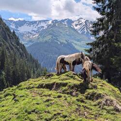 Es gibt nicht nur Kuhweiden