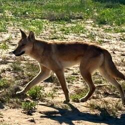 Dingo! So special to see three!!