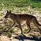 Dingo! So special to see three!!