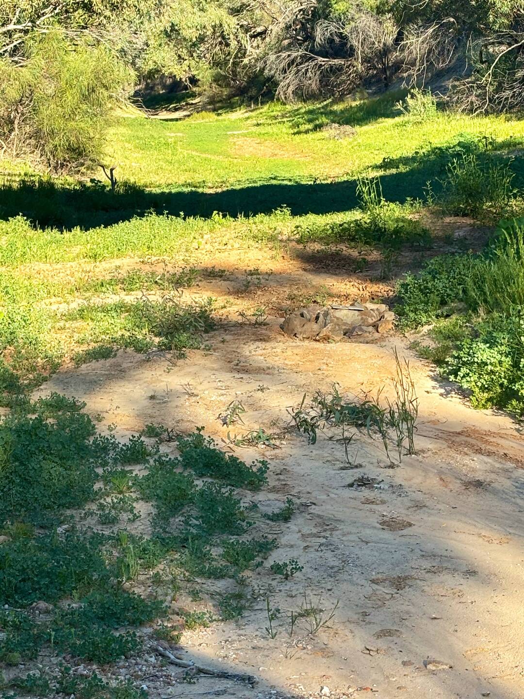 This is desert swathed in green, The Cooper River