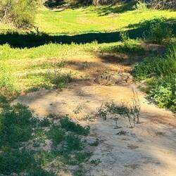 This is desert swathed in green, The Cooper River