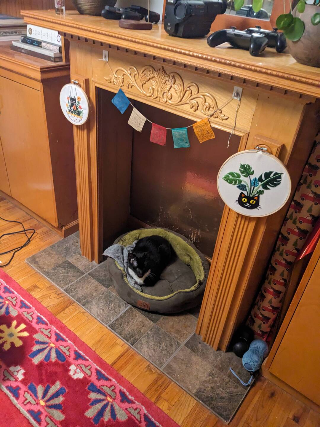 My lovely hosts' cat