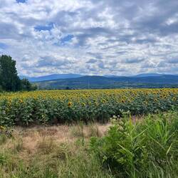 Sonnenblumenfelder soweit das Auge reicht im Tal