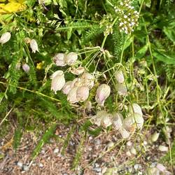 Taubenkopf Leimkraut