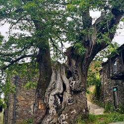 Now that is one large and old tree