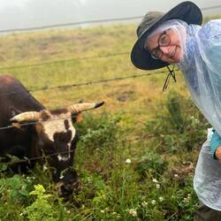 Lots and lots of cattle grazing near us today