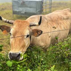 Lots and lots of cattle grazing near us today