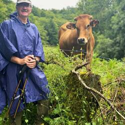 Lots and lots of cattle grazing near us today