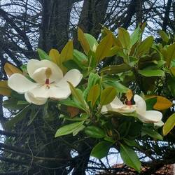 We walked past this gorgeous magnolia tree