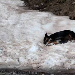 Sie liebt den Schnee
