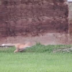 Jep, der eine Fuchs hat nur drei Beine